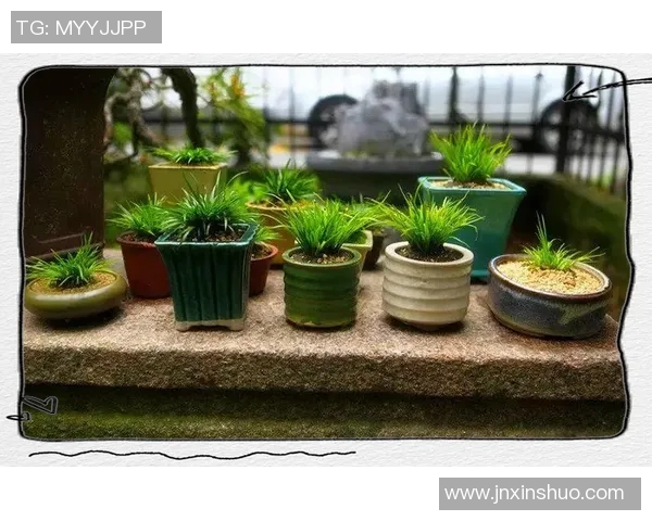 足球本菖蒲的魅力与精神在绿茵场上的传承与发展